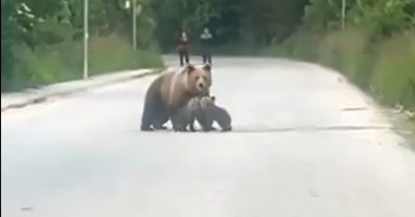 (Видео) Мечка со мали мечиња излезе на патот во Маврово