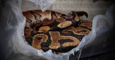 (Видео) Се запали голем пазар во Бангкок, изгореа кучиња, мачки, змии…