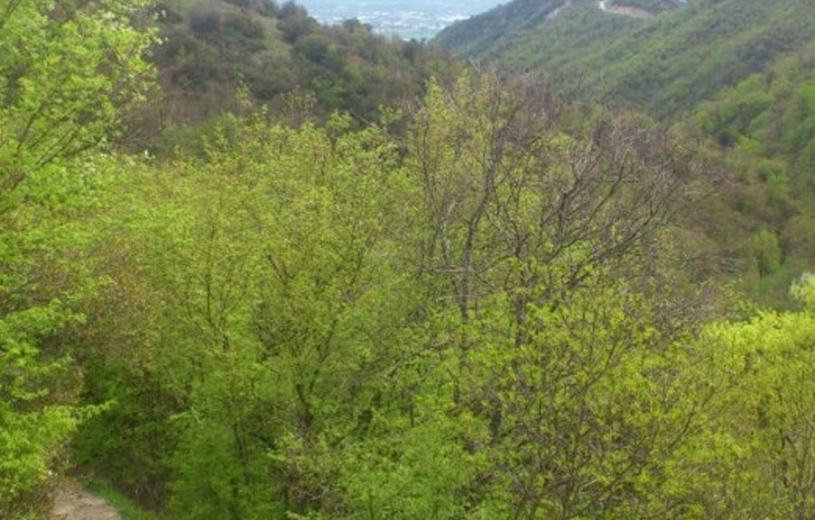 Во тек спасувачка акција во Струмица: се извлекува 16-годишно девојче кое паднало во дол