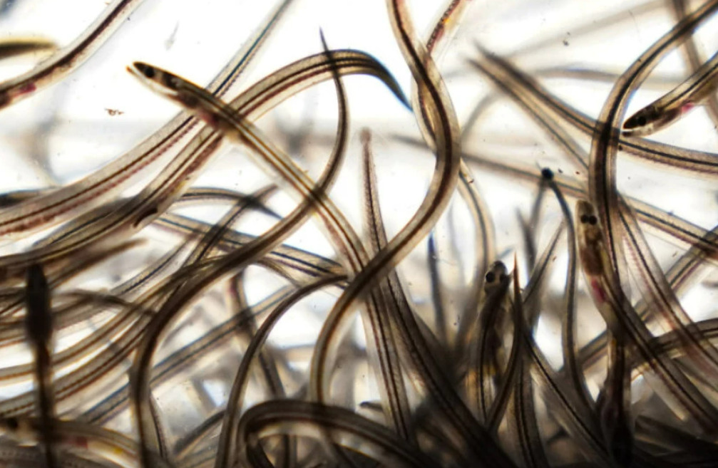 Едно лице почина, 150 болни по труење со јагула на скара во Јапонија