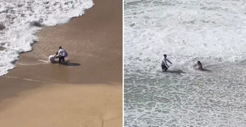 (Видео) Младенци сакаа да се фотографираат на плажа, набрзо се покајаа