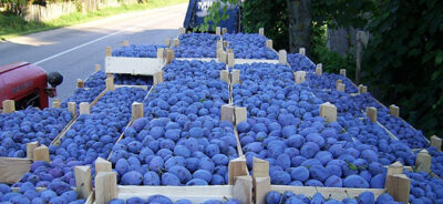 Сливи од Србија, повлечени од пазарот во Словенија