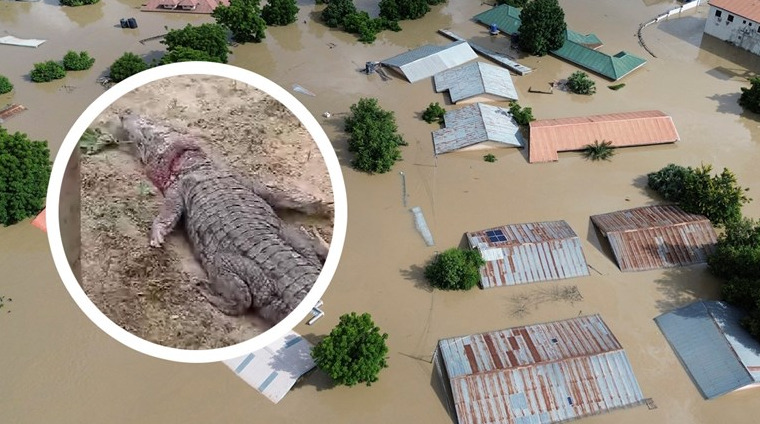 (Видео) Поплавите уништија нигериски град, крокодили и змии на улиците