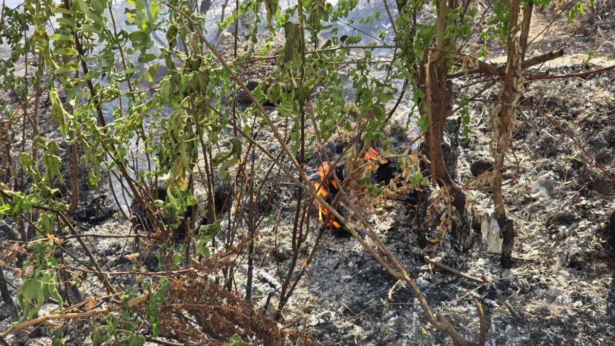 Во моментов гори на седум места низ Македонија, изгаснати 15 пожари