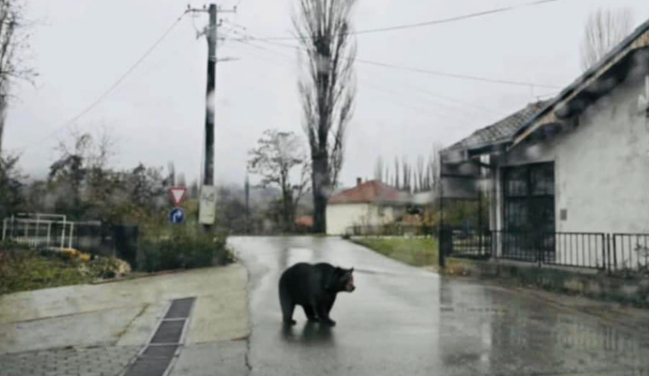 Мечка сред бел ден се шета во селото Петралица, општина Ранковце