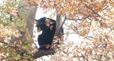 Ловец во САД загина откако застрелана мечка паднала врз него од дрво