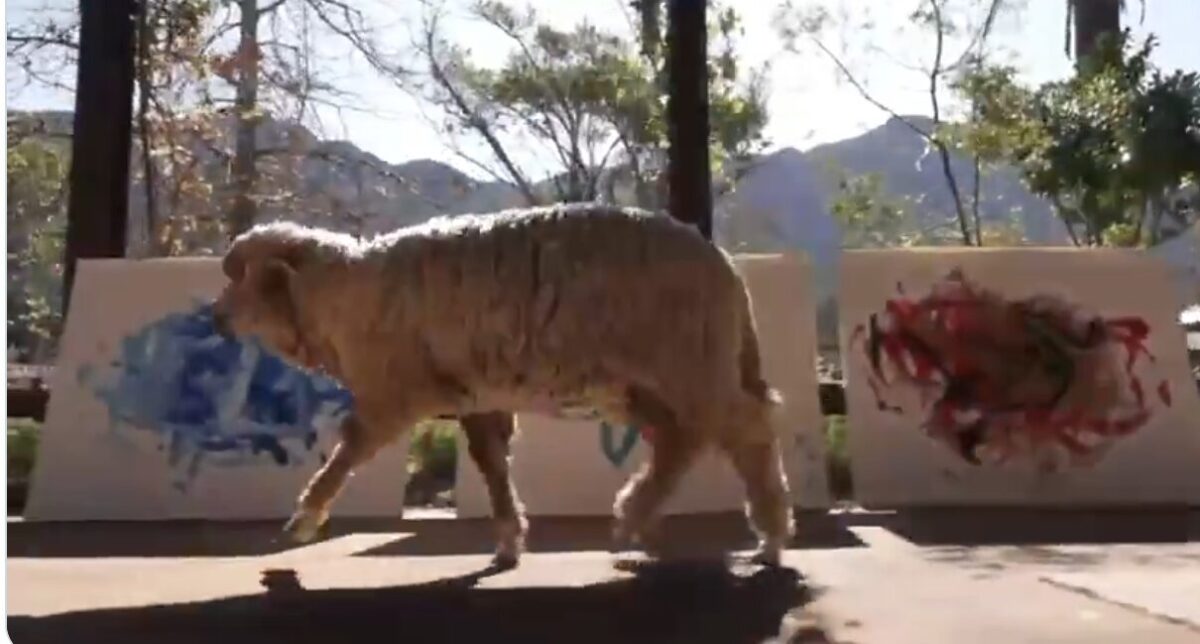 (Видео) Се нуди награда од 60.000 евра за изгубената овца Беенкси