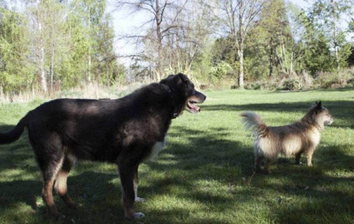 Маж  застрелал куче кое му влегло во дворот во Славонски Брод