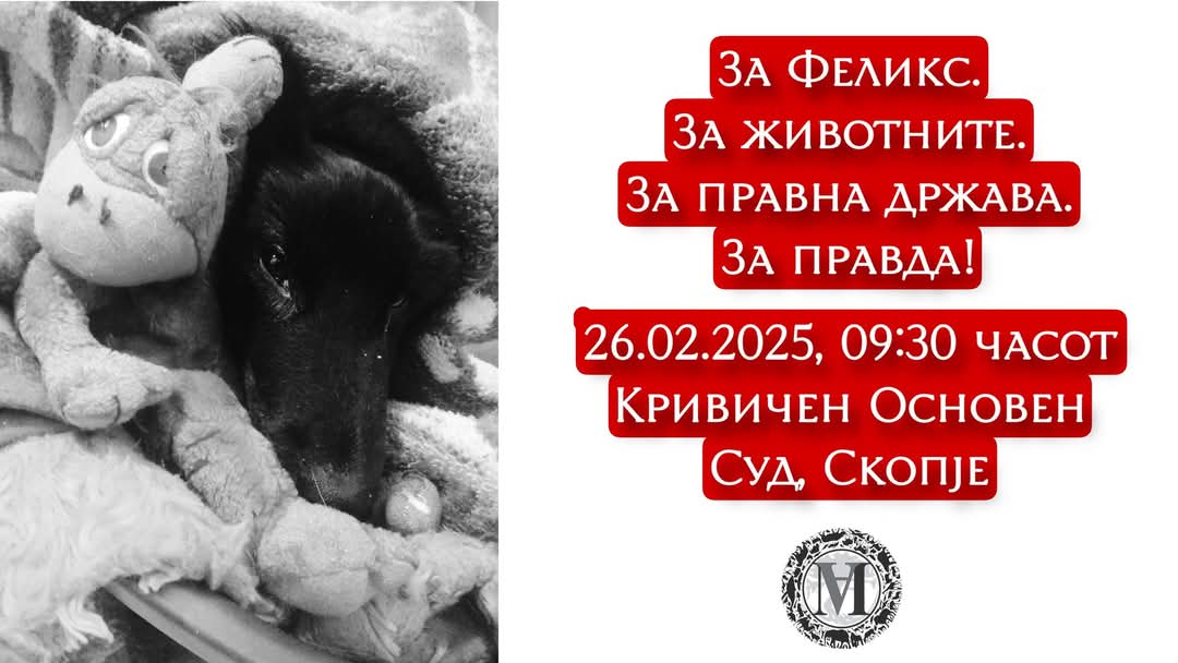 Протест за правда за Феликс и конечно решавање на проблемот со бездомни кучиња по улиците