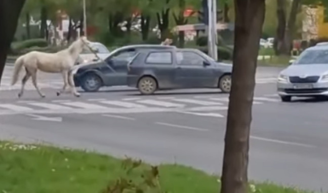 (Видео) Автомобил влече врзан коњ низ Скопје: полицијата го идентификуваше возачот