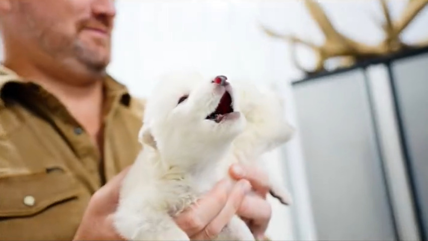 (Видео) Со помош на ДНК, научниците оживеаa волк од леденото доба, вид исчезнат пред 12.000 години