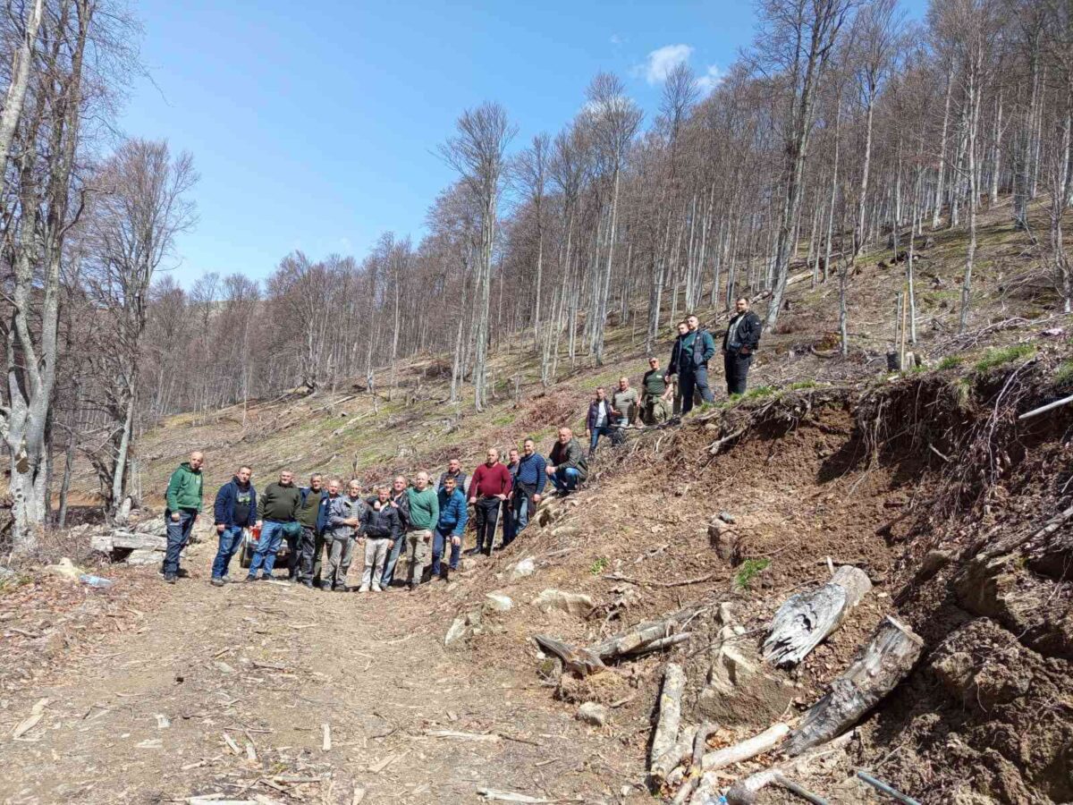 Почна пошумувањето на Буковиќ: обнова на шумата и зачувување на домот на балканскиот рис