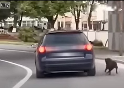 (Видео) Кривична пријава за 23 – годишниот кривопаланчанец кој со автомобил влечеше куче