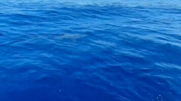 Драма во Црна Гора: две жени од Србија извлечени на брегот од силните морски струи и ветер
