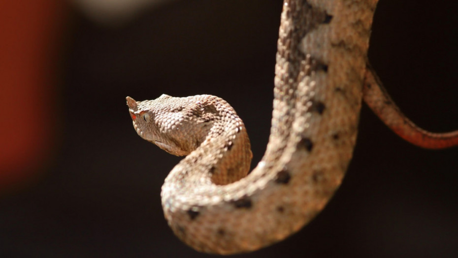 Жена почина откако ја каснала змија: прво фатално каснување по три децении во Словенија