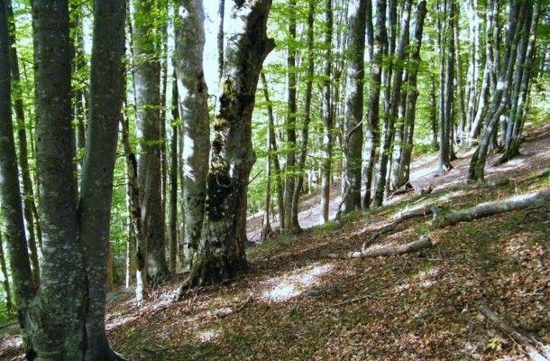 Од 1 јули целосна забрана за движење во шумите