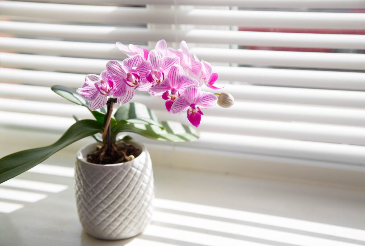 Орхидеите се меѓу најубавите растенија: тие ќе напредуваат само на едно место во домот