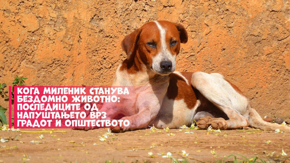 ЈП „Лајка“: Напуштањето на домашни миленици е чин што остава трајни последици врз целиот град