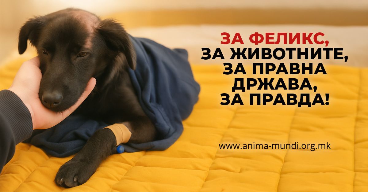 Анима Мунди: Феликс не беше „само куче“, беше жртва. Стана симбол, а од денес и преседан
