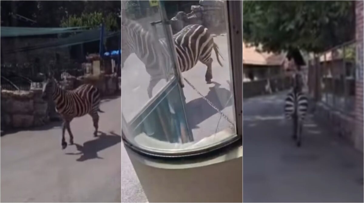 (Видео) Зебра избега од Зоолошката градина во Белград, повредени три лица