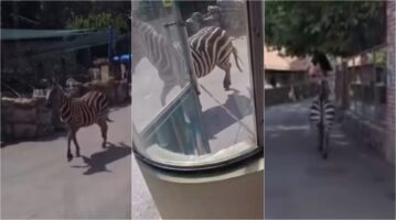 (Видео) Зебра избега од Зоолошката градина во Белград, повредени три лица