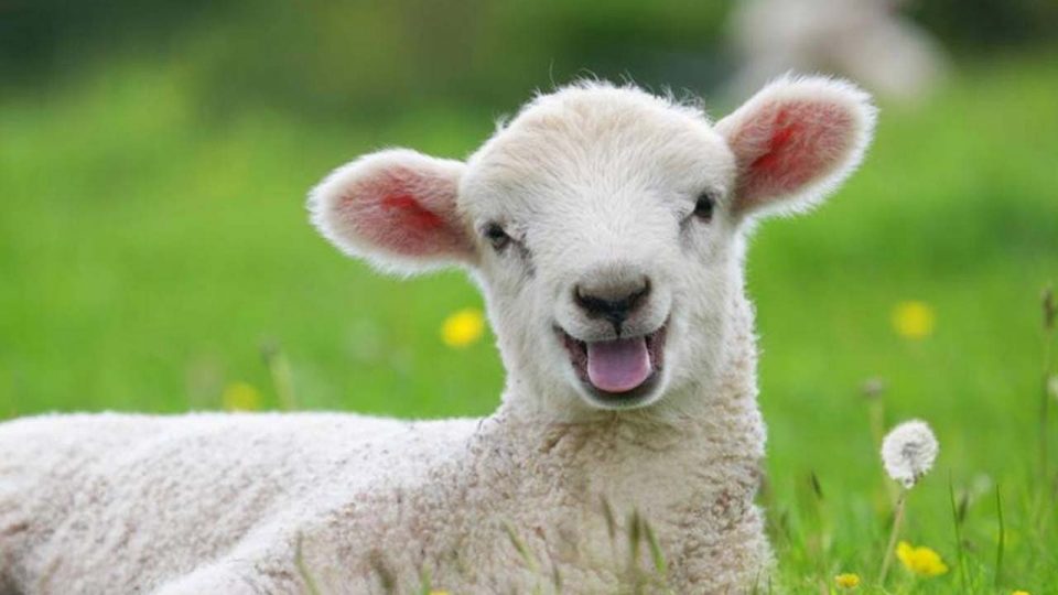 Исплатени 177.533.000 денари кон 1.636 лица за предадено јагне и јаре