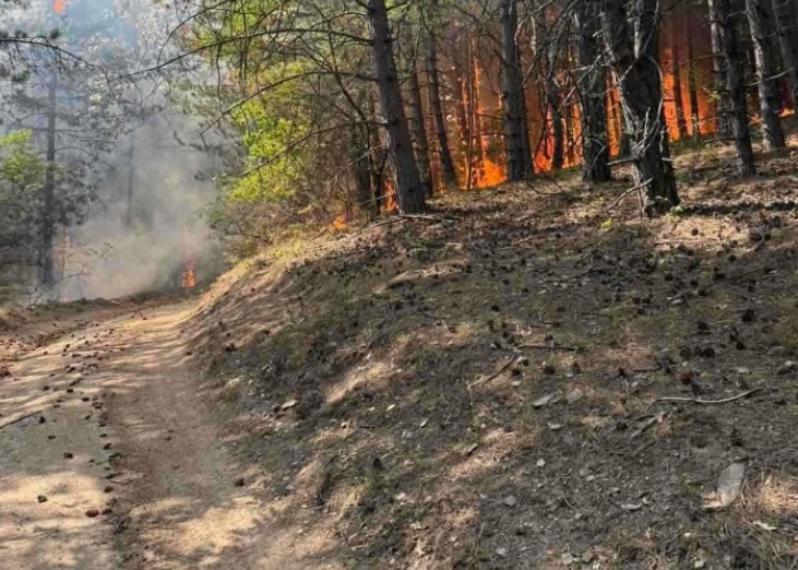 Шумскиот пожар во Крива Паланка се шири кон куќите, екипите се на терен