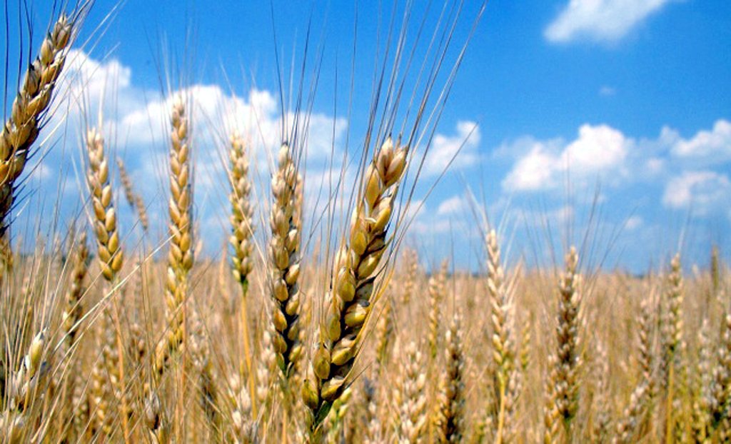 9.000 тони македонска пченица ќе се откупат за потребите на стоковите државни резерви, вели ВМРО-ДПМНЕ