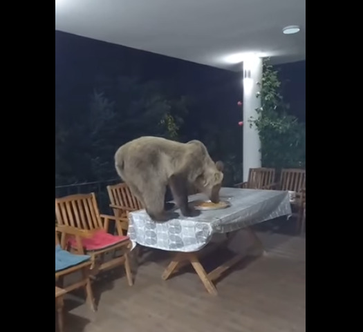 (Видео) Во потрага по храна, мечка се качи на тераса од семејна куќа во Тетовско