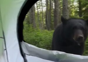 (Видео) Морничаво утро во дивината: Мечка застана пред турист во шатор
