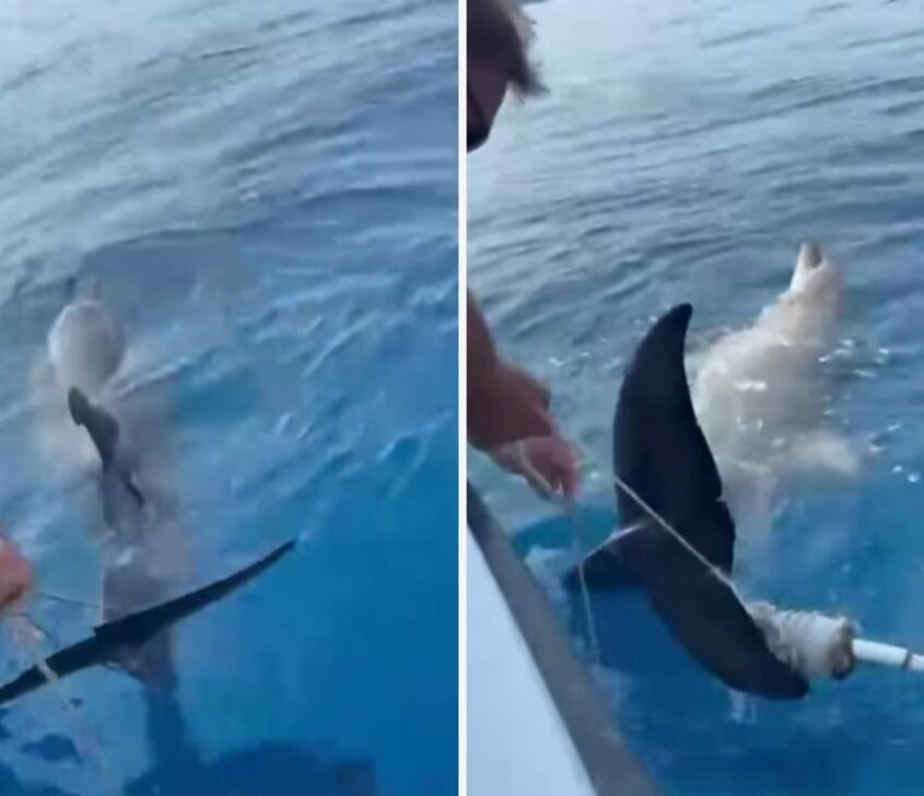 (Видео) Спасувањето траело повеќе од половина час: Делфин спасен од рибарска мрежа кај Крк