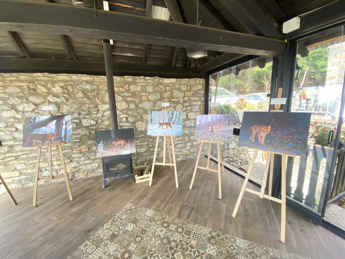 Изложба на фотографии од балканскиот рис во Галичник