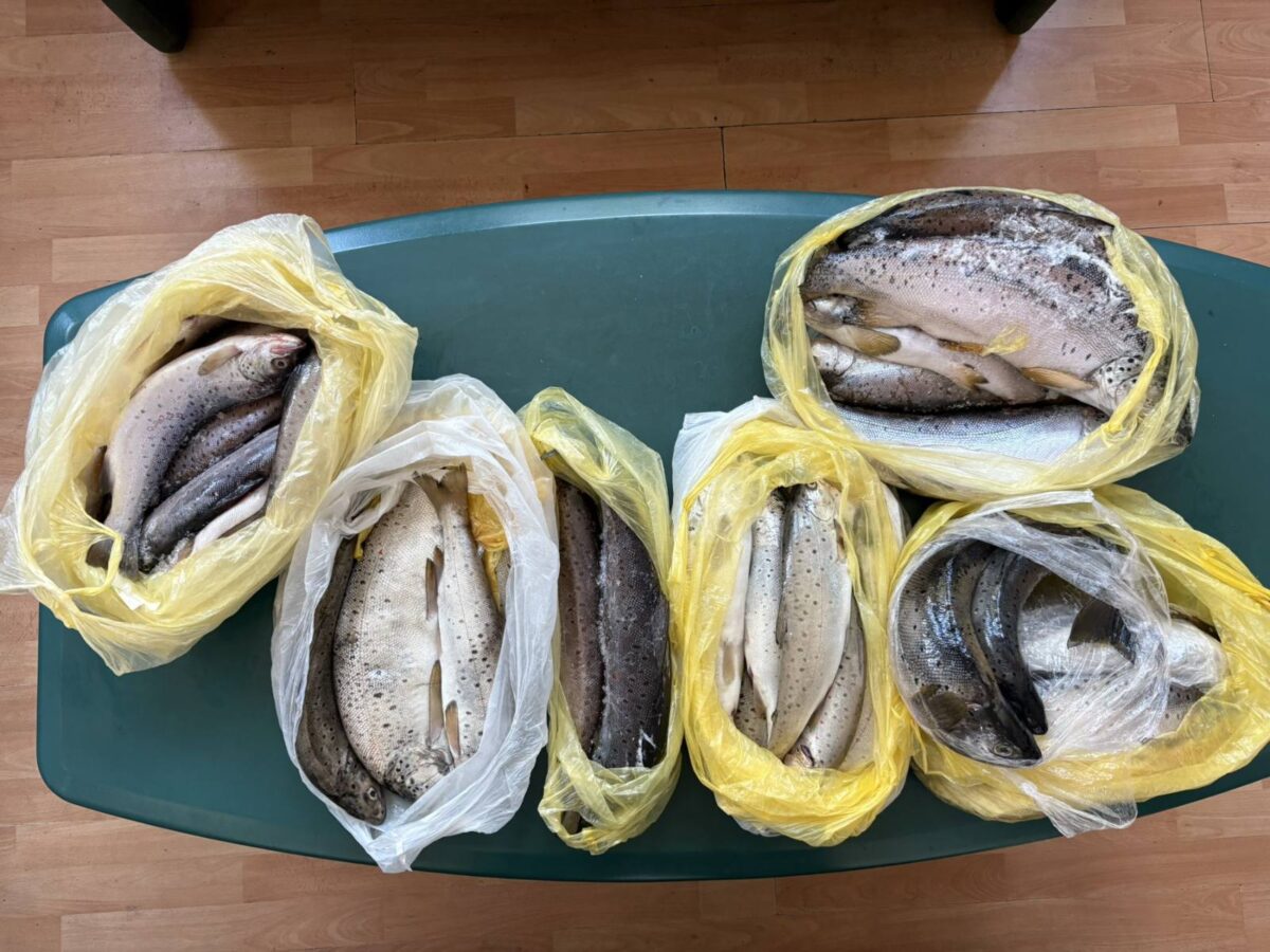 На Ќафасан откриени 21 килограм пастрмка скриени во автомобил