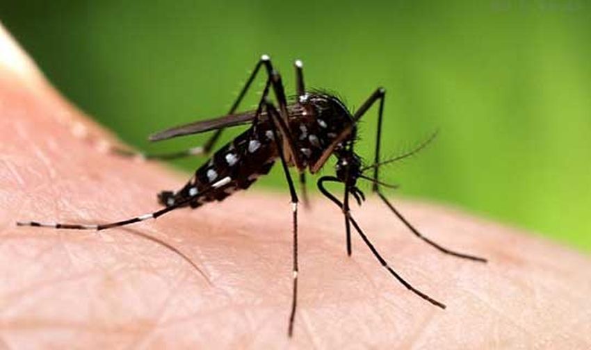 Од утре, прскање против комарци во Скопје