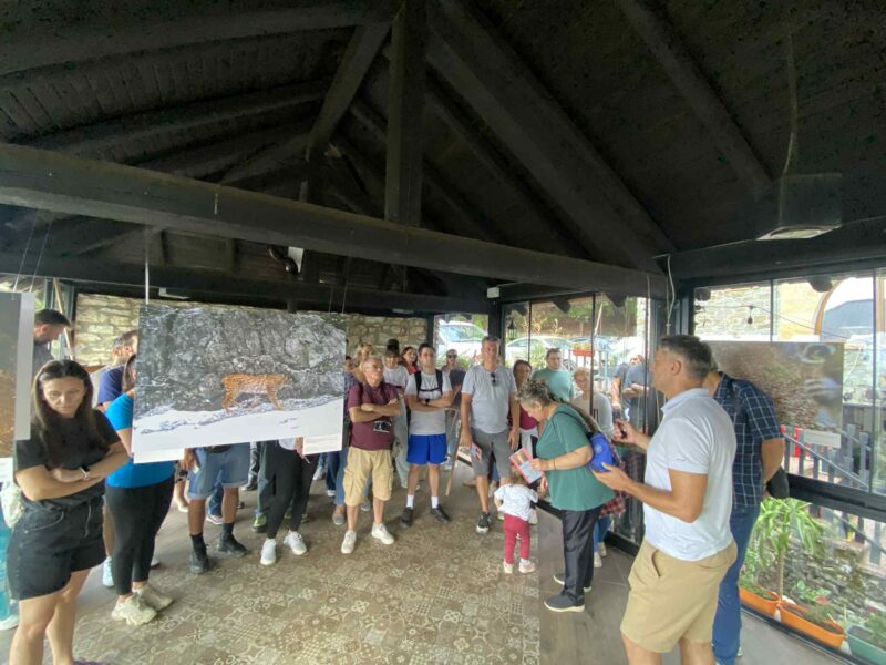 Отворена изложба на фотографии од балканскиот рис во Галичник