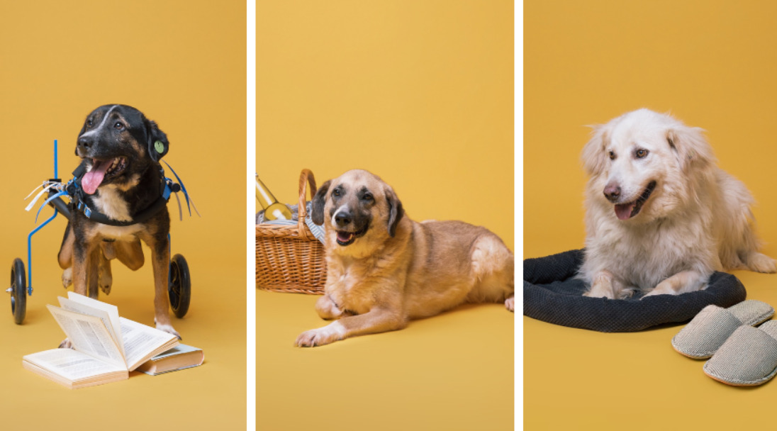 „Дали си ти мојот дом?“ – Нова кампања за вдомување на заборавените кучиња од „Лајка“