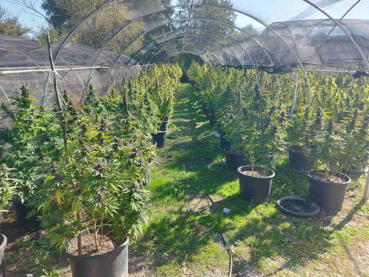 Засадиле 100 семки канабис на нива во Пчиња, ОЈО отвори истрага