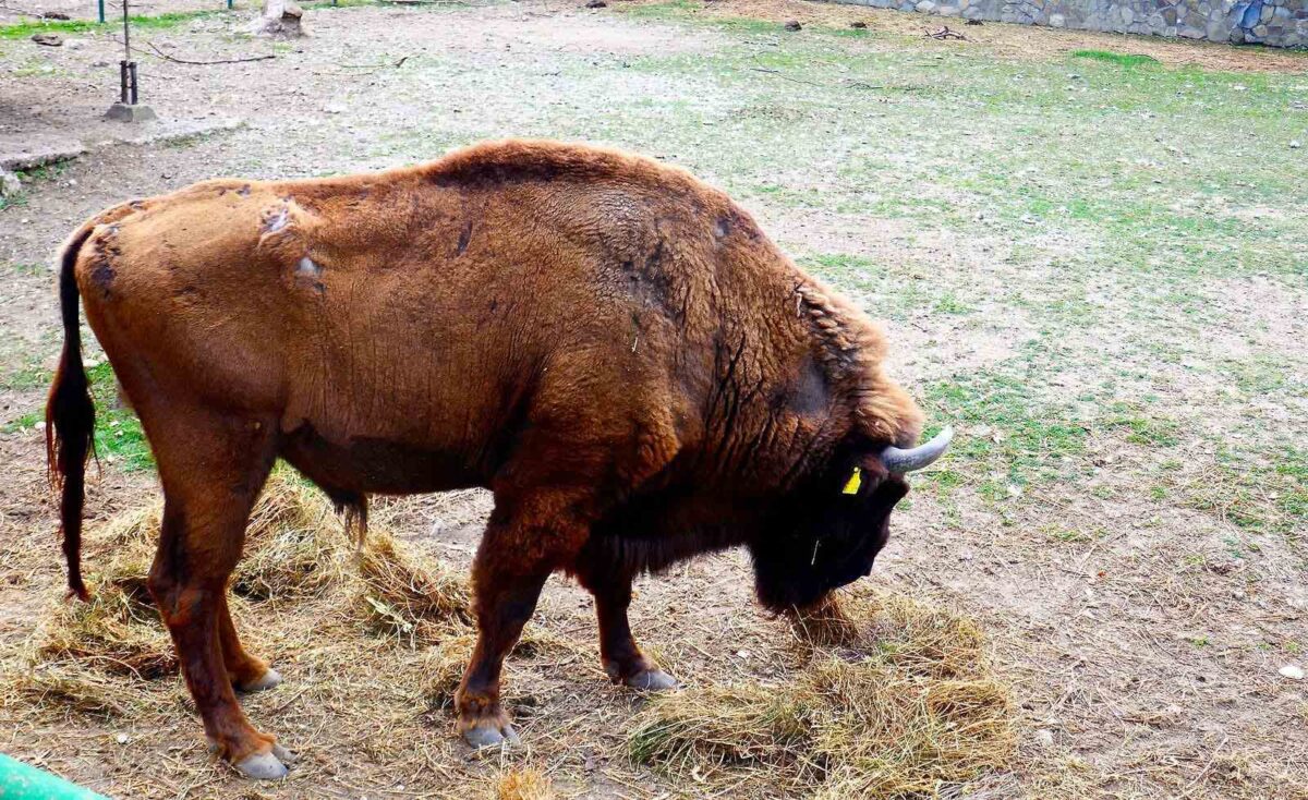 Кирков алармира: Туберкулоза во Зоолошката градина во Скопје