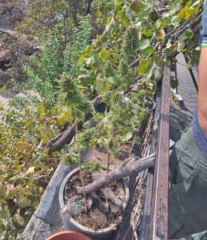 Се бара притвор за одгледувачот на домашен канабис