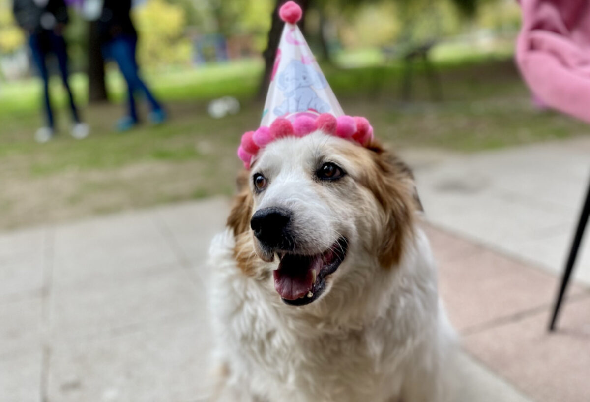 Директорката Пешева вели дека „Лајка“ е пример за јавна институција која работи со срце