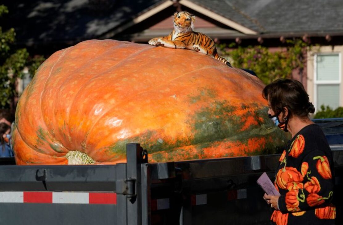 Земјоделец од Белгија одгледал џиновска тиква тешка повеќе од еден тон