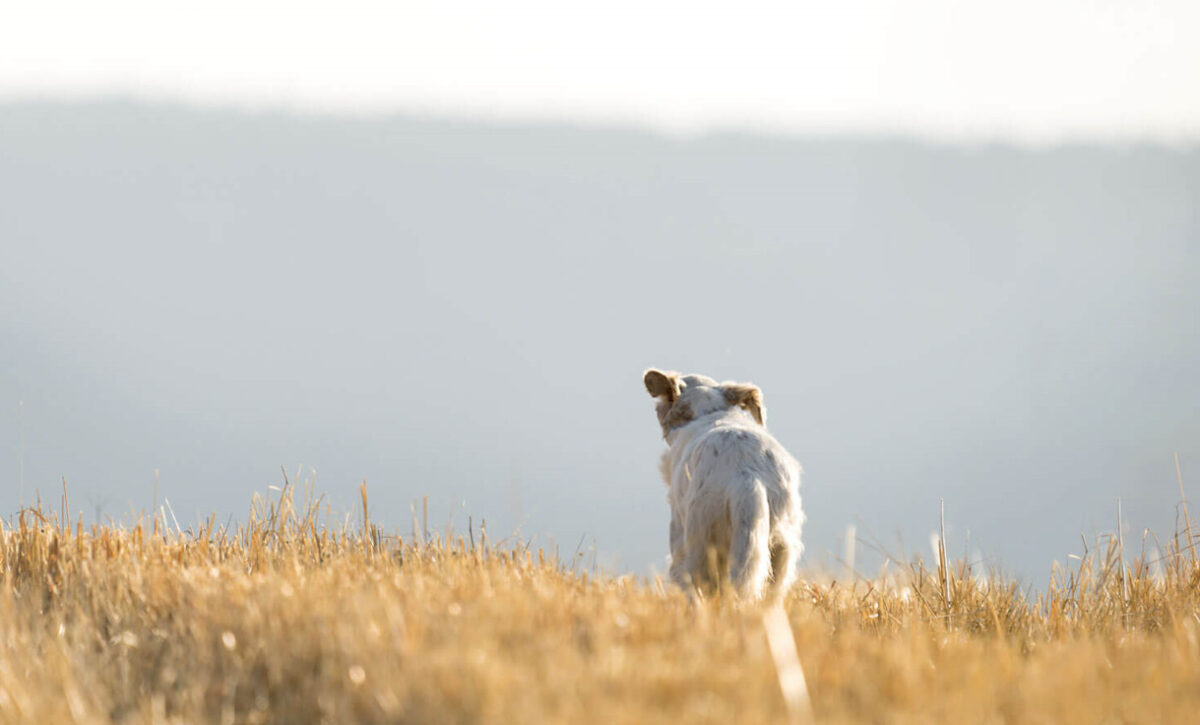 Молк по масакрот во Кичево кадешто беа убиени над 40 кучиња, активистите бараат истрага и одговори од градоначалникот Дехари