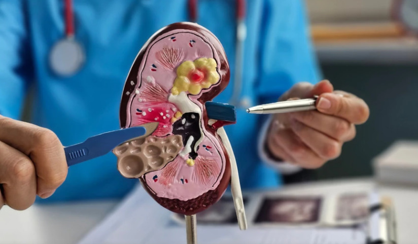 Научниците создадоа „универзален бубрег“: секој пациент ќе може да го прифати