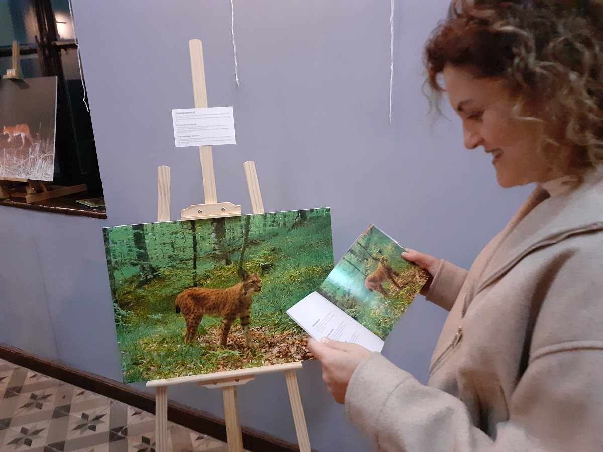 Ресенскиот Сарај блесна во ликот на балканскиот рис