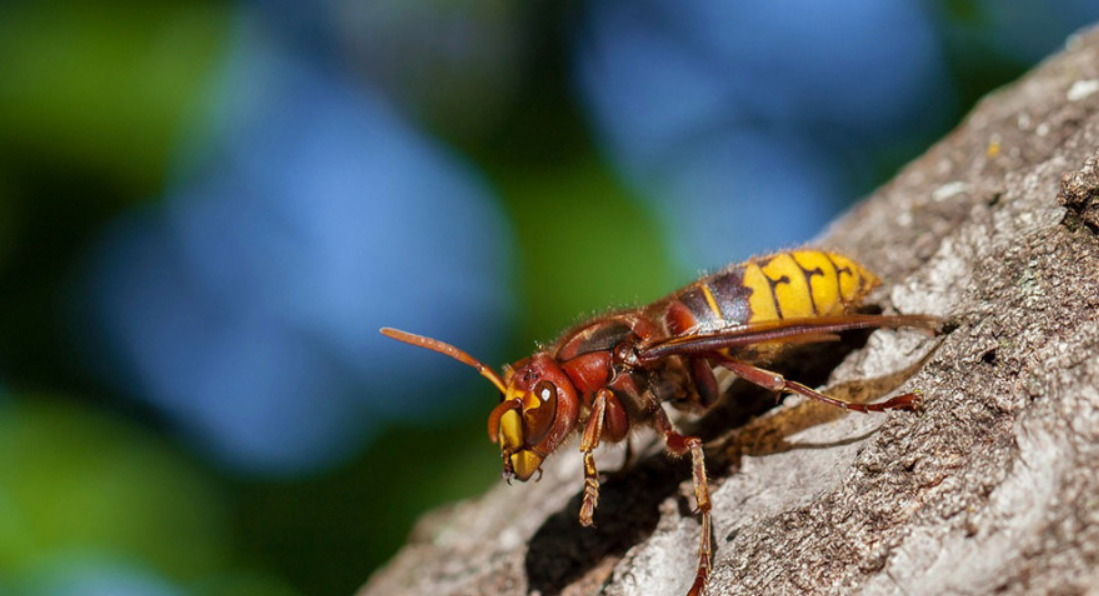 Трагедија во Хрватска: маж почина од убоди на стршлени додека сечел дрва за огрев