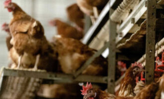 Франција прогласи високо ниво на тревога за птичји грип