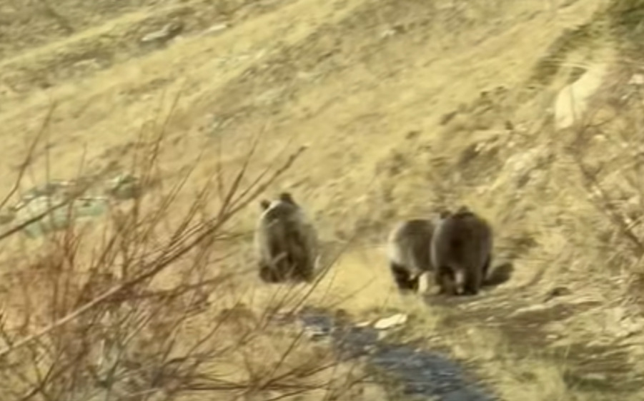(Видео) Мечка со две младенчиња прошета пред планинари на Шара, во следните 2 години ќе учат од мајката како да преживуваат
