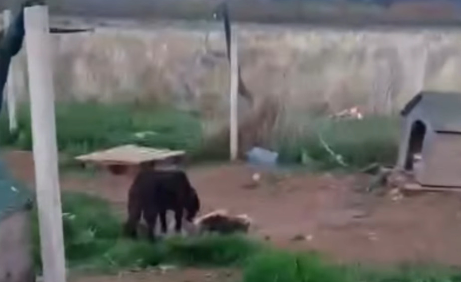(Видео) „Анима мунди“ бара итно одземање на кучињата од прифатилиште во Битола поради долгогодишна негрижа