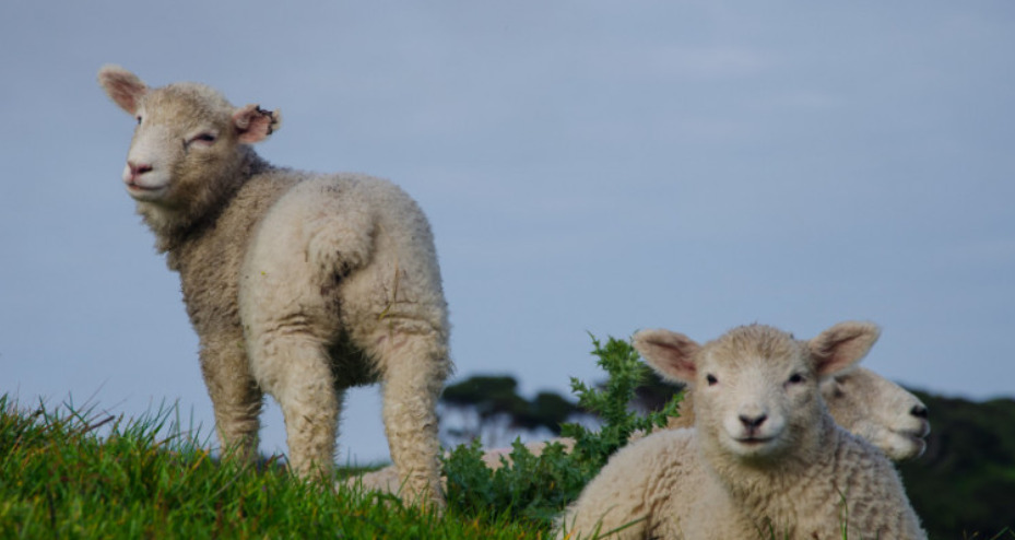 Грција воведува микрочипови за следење на домашните животни по скандалот за злоупотреба на субвенциите од ЕУ