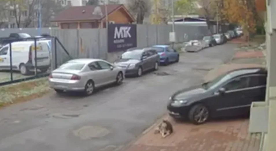 Докторот од Македонија, кој прегази куче во Софија, обвинет за сурово однесување кон животно